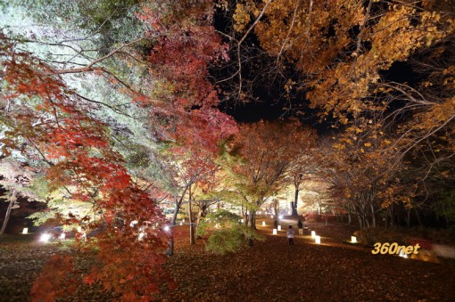 紅葉見ナイト